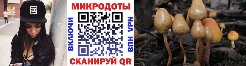 Купить закладки  Шагонар  Псилоцибиновые грибы Cubensis 